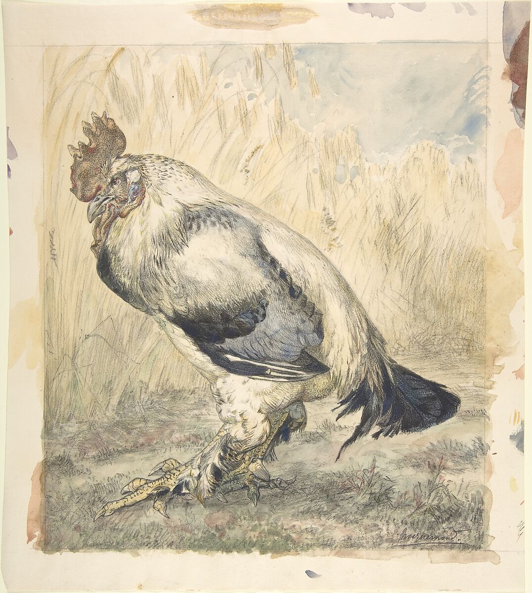 The Old Cock, Félix Bracquemond (French, Paris 1833–1914 Sèvres), Watercolor over black chalk 