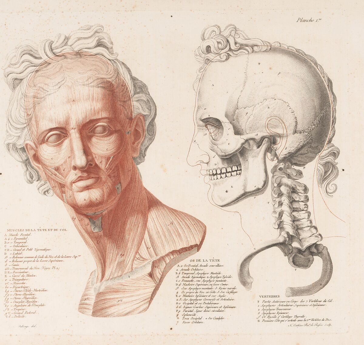 Anatomie du gladiateur combattant applicable aux beaux arts, ou Traité des os, des muscles, du mécanisme de mouvemens, de proportions et des caractères du corps humain (Anatomy of the Fighting Gladiator), Paris (Salvage), 1812, Written and illustrated and published by Jean-Galbert Salvage (French, 1770–1813), Folio volume (74 pp.) illustrated with 22 engravings printed in black and red ink; bound in red boards; red leather spine with gold-stamped ornament