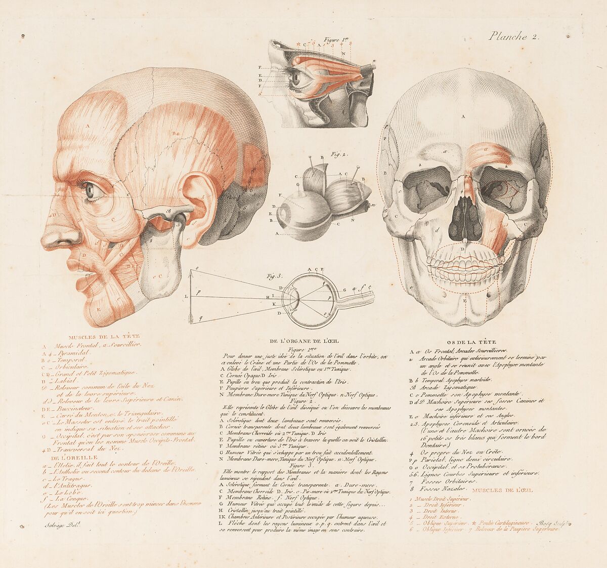 Anatomie du gladiateur combattant applicable aux beaux arts, ou Traité des os, des muscles, du mécanisme de mouvemens, de proportions et des caractères du corps humain (Anatomy of the Fighting Gladiator), Paris (Salvage), 1812, Written and illustrated and published by Jean-Galbert Salvage (French, 1770–1813), Folio volume (74 pp.) illustrated with 22 engravings printed in black and red ink; bound in red boards; red leather spine with gold-stamped ornament