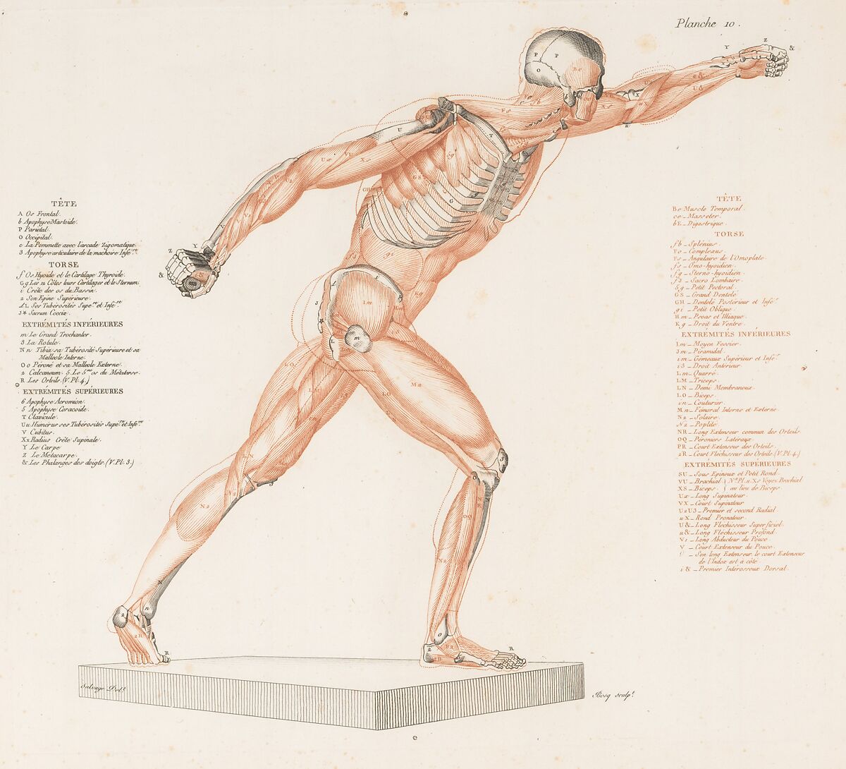 Anatomie du gladiateur combattant applicable aux beaux arts, ou Traité des os, des muscles, du mécanisme de mouvemens, de proportions et des caractères du corps humain (Anatomy of the Fighting Gladiator), Paris (Salvage), 1812, Written and illustrated and published by Jean-Galbert Salvage (French, 1770–1813), Folio volume (74 pp.) illustrated with 22 engravings printed in black and red ink; bound in red boards; red leather spine with gold-stamped ornament