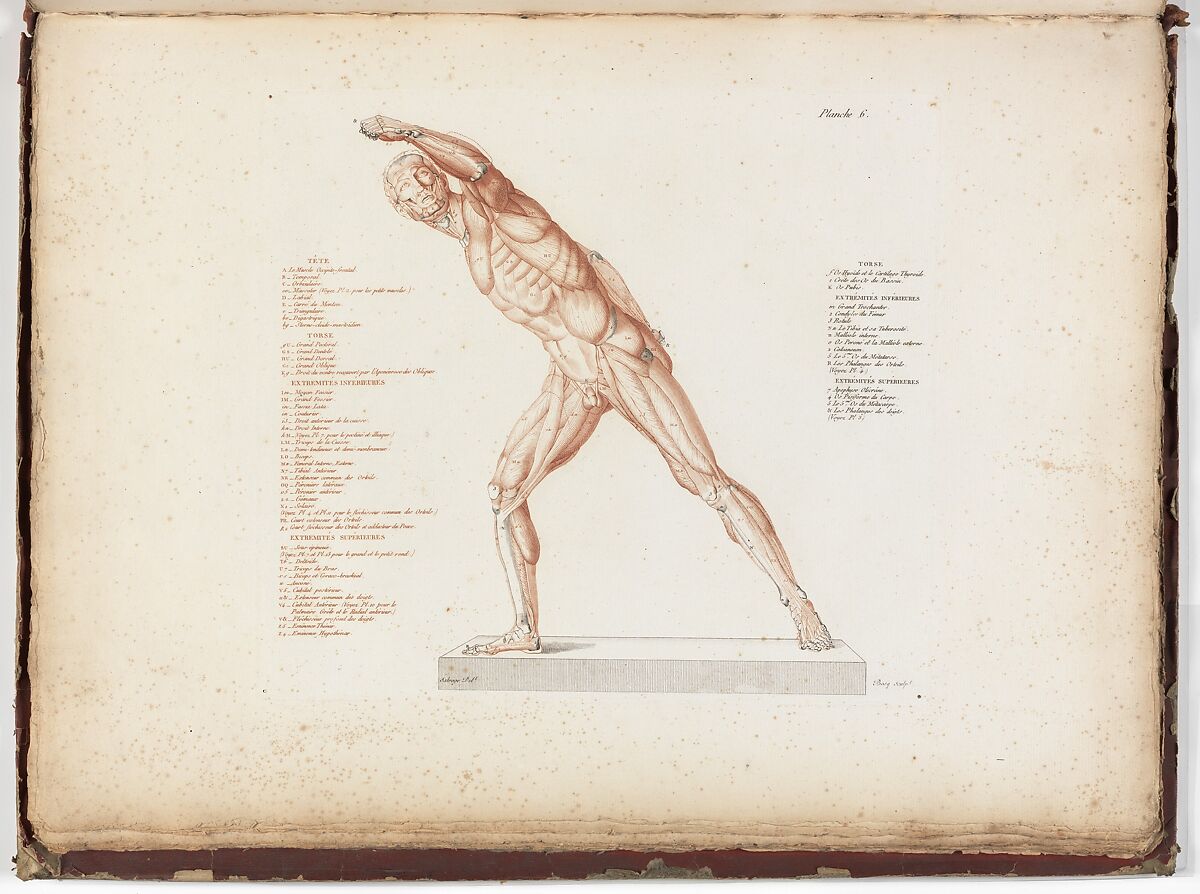 Anatomie du gladiateur combattant applicable aux beaux arts, ou Traité des os, des muscles, du mécanisme de mouvemens, de proportions et des caractères du corps humain (Anatomy of the Fighting Gladiator), Paris (Salvage), 1812, Written and illustrated and published by Jean-Galbert Salvage (French, 1770–1813), Folio volume (74 pp.) illustrated with 22 engravings printed in black and red ink; bound in red boards; red leather spine with gold-stamped ornament
