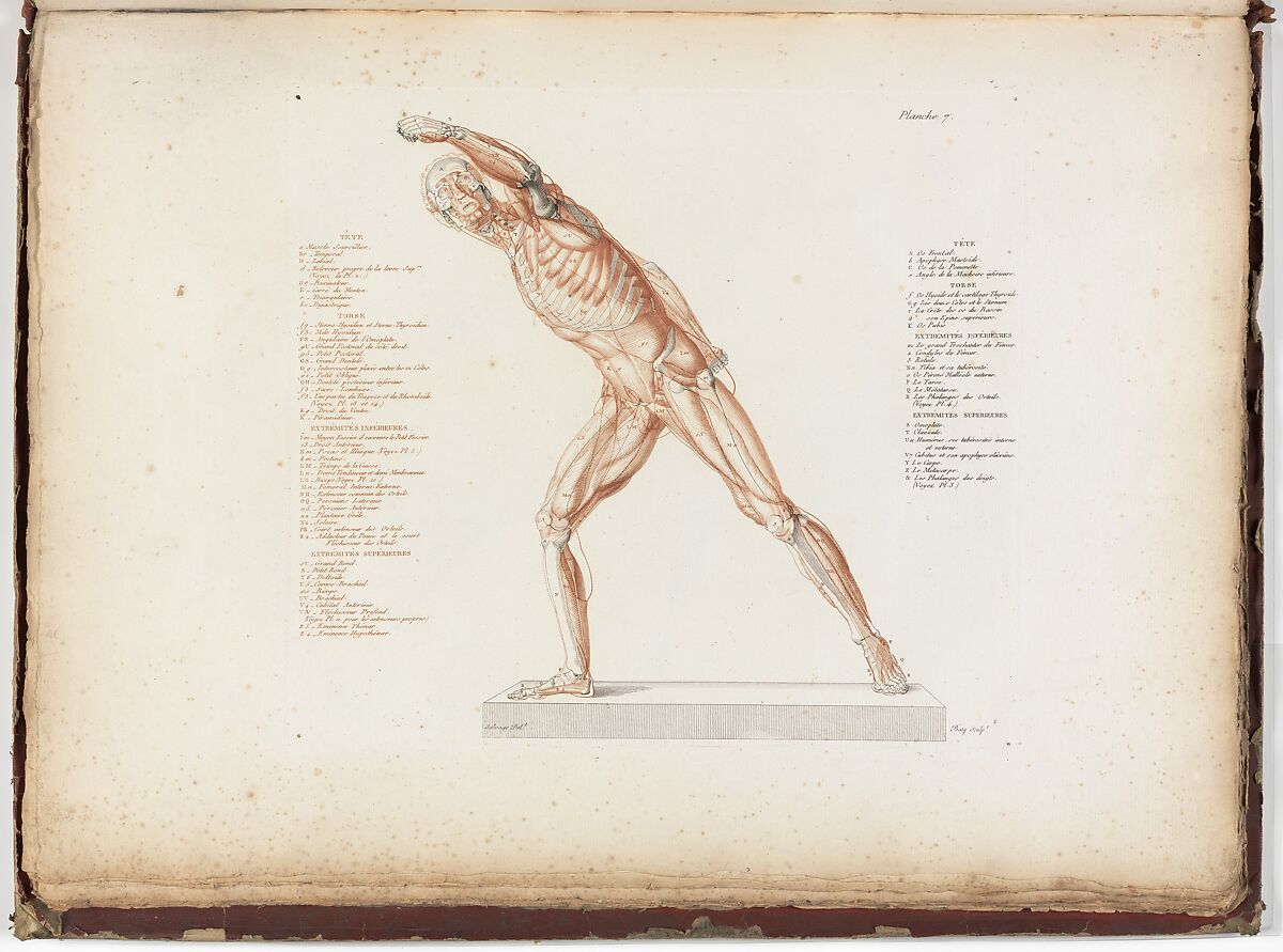 Anatomie du gladiateur combattant applicable aux beaux arts, ou Traité des os, des muscles, du mécanisme de mouvemens, de proportions et des caractères du corps humain (Anatomy of the Fighting Gladiator), Paris (Salvage), 1812, Written and illustrated and published by Jean-Galbert Salvage (French, 1770–1813), Folio volume (74 pp.) illustrated with 22 engravings printed in black and red ink; bound in red boards; red leather spine with gold-stamped ornament
