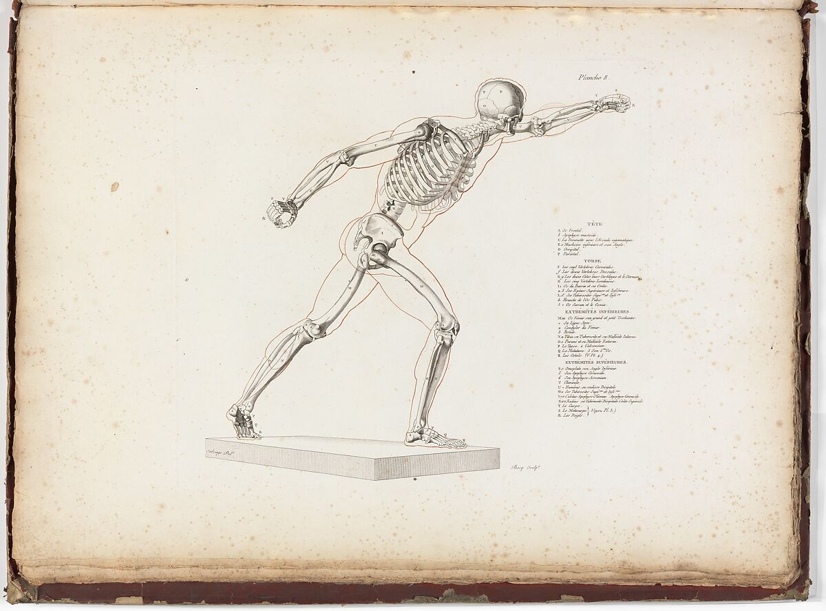 Anatomie du gladiateur combattant applicable aux beaux arts, ou Traité des os, des muscles, du mécanisme de mouvemens, de proportions et des caractères du corps humain (Anatomy of the Fighting Gladiator), Paris (Salvage), 1812, Written and illustrated and published by Jean-Galbert Salvage (French, 1770–1813), Folio volume (74 pp.) illustrated with 22 engravings printed in black and red ink; bound in red boards; red leather spine with gold-stamped ornament