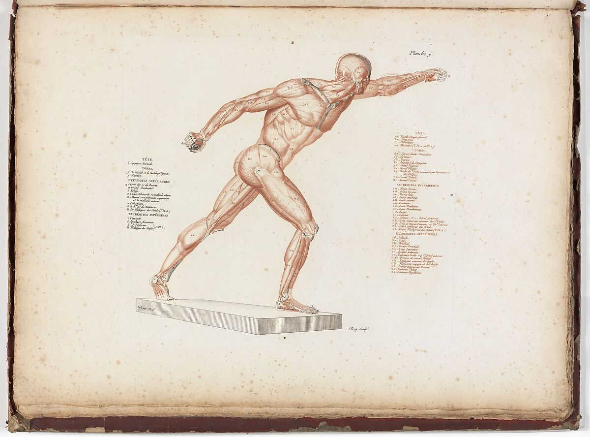 Anatomie du gladiateur combattant applicable aux beaux arts, ou Traité des os, des muscles, du mécanisme de mouvemens, de proportions et des caractères du corps humain (Anatomy of the Fighting Gladiator), Paris (Salvage), 1812, Written and illustrated and published by Jean-Galbert Salvage (French, 1770–1813), Folio volume (74 pp.) illustrated with 22 engravings printed in black and red ink; bound in red boards; red leather spine with gold-stamped ornament