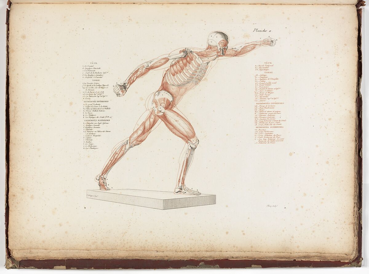 Anatomie du gladiateur combattant applicable aux beaux arts, ou Traité des os, des muscles, du mécanisme de mouvemens, de proportions et des caractères du corps humain (Anatomy of the Fighting Gladiator), Paris (Salvage), 1812, Written and illustrated and published by Jean-Galbert Salvage (French, 1770–1813), Folio volume (74 pp.) illustrated with 22 engravings printed in black and red ink; bound in red boards; red leather spine with gold-stamped ornament