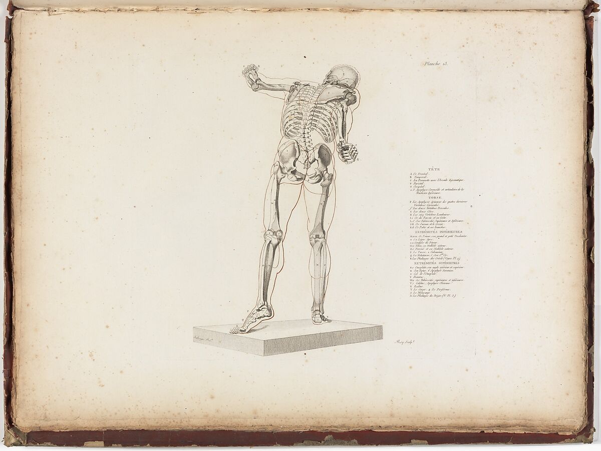 Anatomie du gladiateur combattant applicable aux beaux arts, ou Traité des os, des muscles, du mécanisme de mouvemens, de proportions et des caractères du corps humain (Anatomy of the Fighting Gladiator), Paris (Salvage), 1812, Written and illustrated and published by Jean-Galbert Salvage (French, 1770–1813), Folio volume (74 pp.) illustrated with 22 engravings printed in black and red ink; bound in red boards; red leather spine with gold-stamped ornament