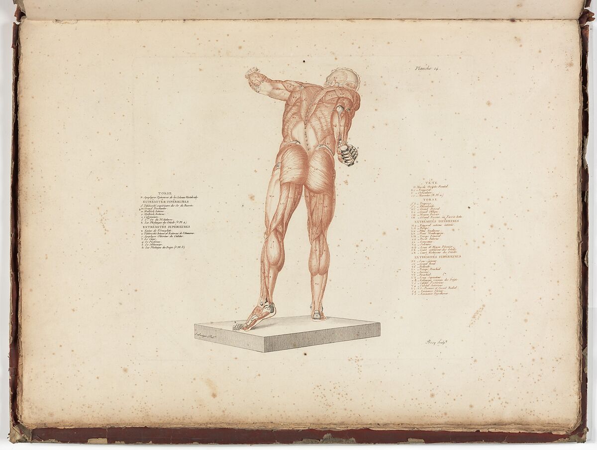 Anatomie du gladiateur combattant applicable aux beaux arts, ou Traité des os, des muscles, du mécanisme de mouvemens, de proportions et des caractères du corps humain (Anatomy of the Fighting Gladiator), Paris (Salvage), 1812, Written and illustrated and published by Jean-Galbert Salvage (French, 1770–1813), Folio volume (74 pp.) illustrated with 22 engravings printed in black and red ink; bound in red boards; red leather spine with gold-stamped ornament
