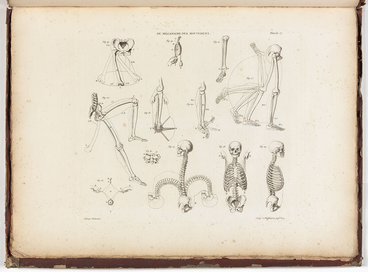 Anatomie du gladiateur combattant applicable aux beaux arts, ou Traité des os, des muscles, du mécanisme de mouvemens, de proportions et des caractères du corps humain (Anatomy of the Fighting Gladiator), Paris (Salvage), 1812, Written and illustrated and published by Jean-Galbert Salvage (French, 1770–1813), Folio volume (74 pp.) illustrated with 22 engravings printed in black and red ink; bound in red boards; red leather spine with gold-stamped ornament