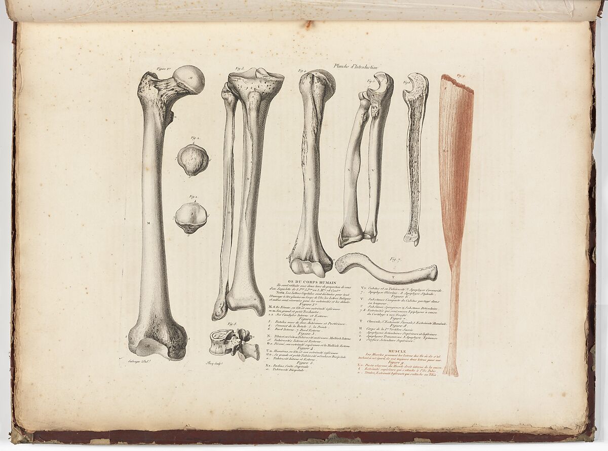 Anatomie du gladiateur combattant applicable aux beaux arts, ou Traité des os, des muscles, du mécanisme de mouvemens, de proportions et des caractères du corps humain (Anatomy of the Fighting Gladiator), Paris (Salvage), 1812, Written and illustrated and published by Jean-Galbert Salvage (French, 1770–1813), Folio volume (74 pp.) illustrated with 22 engravings printed in black and red ink; bound in red boards; red leather spine with gold-stamped ornament