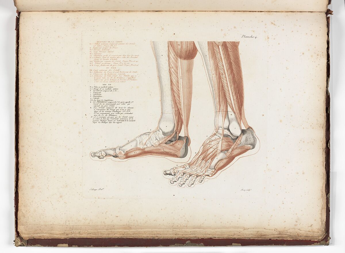 Anatomie du gladiateur combattant applicable aux beaux arts, ou Traité des os, des muscles, du mécanisme de mouvemens, de proportions et des caractères du corps humain (Anatomy of the Fighting Gladiator), Paris (Salvage), 1812, Written and illustrated and published by Jean-Galbert Salvage (French, 1770–1813), Folio volume (74 pp.) illustrated with 22 engravings printed in black and red ink; bound in red boards; red leather spine with gold-stamped ornament