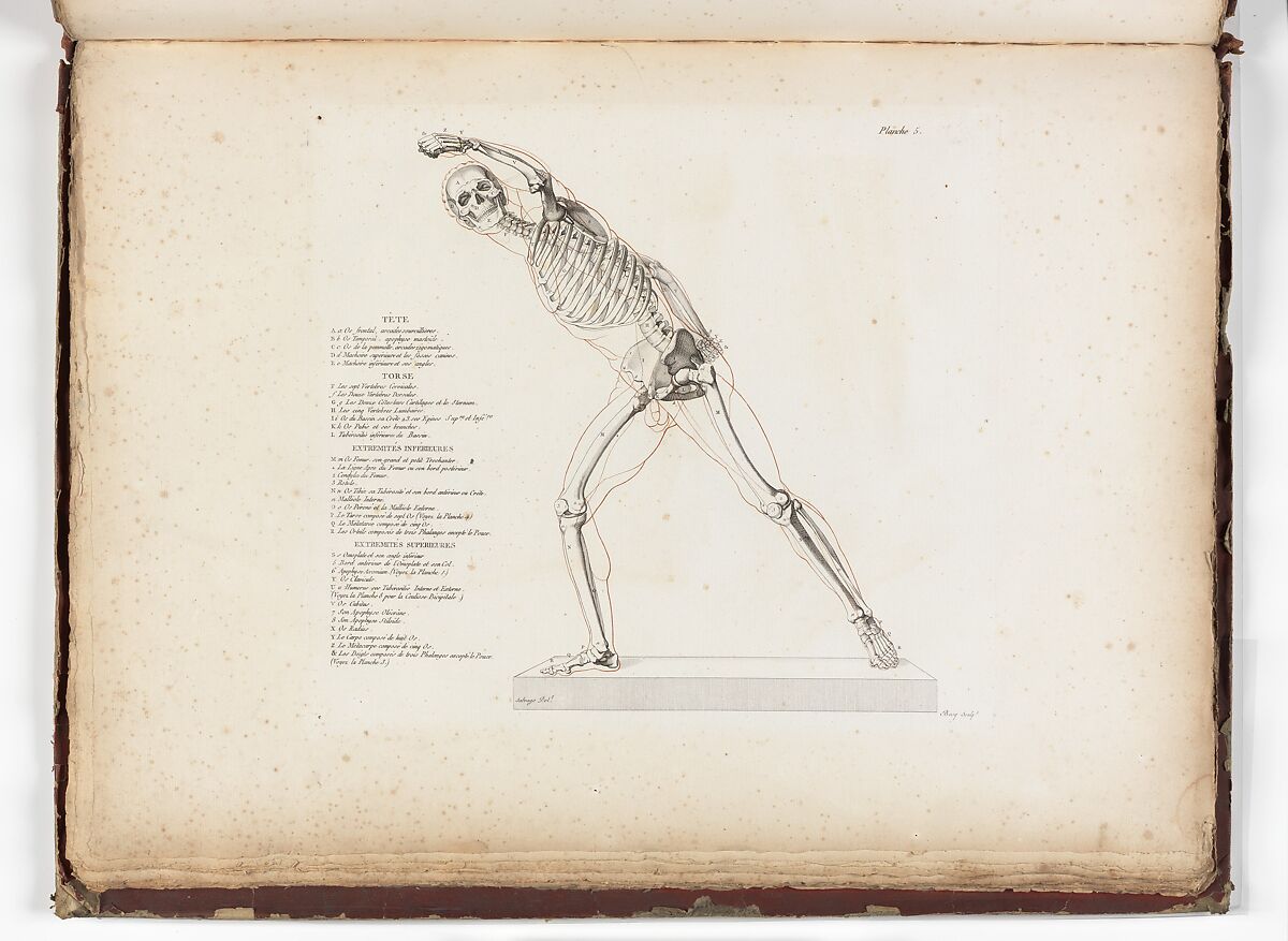 Anatomie du gladiateur combattant applicable aux beaux arts, ou Traité des os, des muscles, du mécanisme de mouvemens, de proportions et des caractères du corps humain (Anatomy of the Fighting Gladiator), Paris (Salvage), 1812, Written and illustrated and published by Jean-Galbert Salvage (French, 1770–1813), Folio volume (74 pp.) illustrated with 22 engravings printed in black and red ink; bound in red boards; red leather spine with gold-stamped ornament