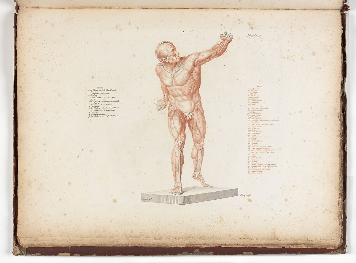 Anatomie du gladiateur combattant applicable aux beaux arts, ou Traité des os, des muscles, du mécanisme de mouvemens, de proportions et des caractères du corps humain (Anatomy of the Fighting Gladiator), Paris (Salvage), 1812, Written and illustrated and published by Jean-Galbert Salvage (French, 1770–1813), Folio volume (74 pp.) illustrated with 22 engravings printed in black and red ink; bound in red boards; red leather spine with gold-stamped ornament