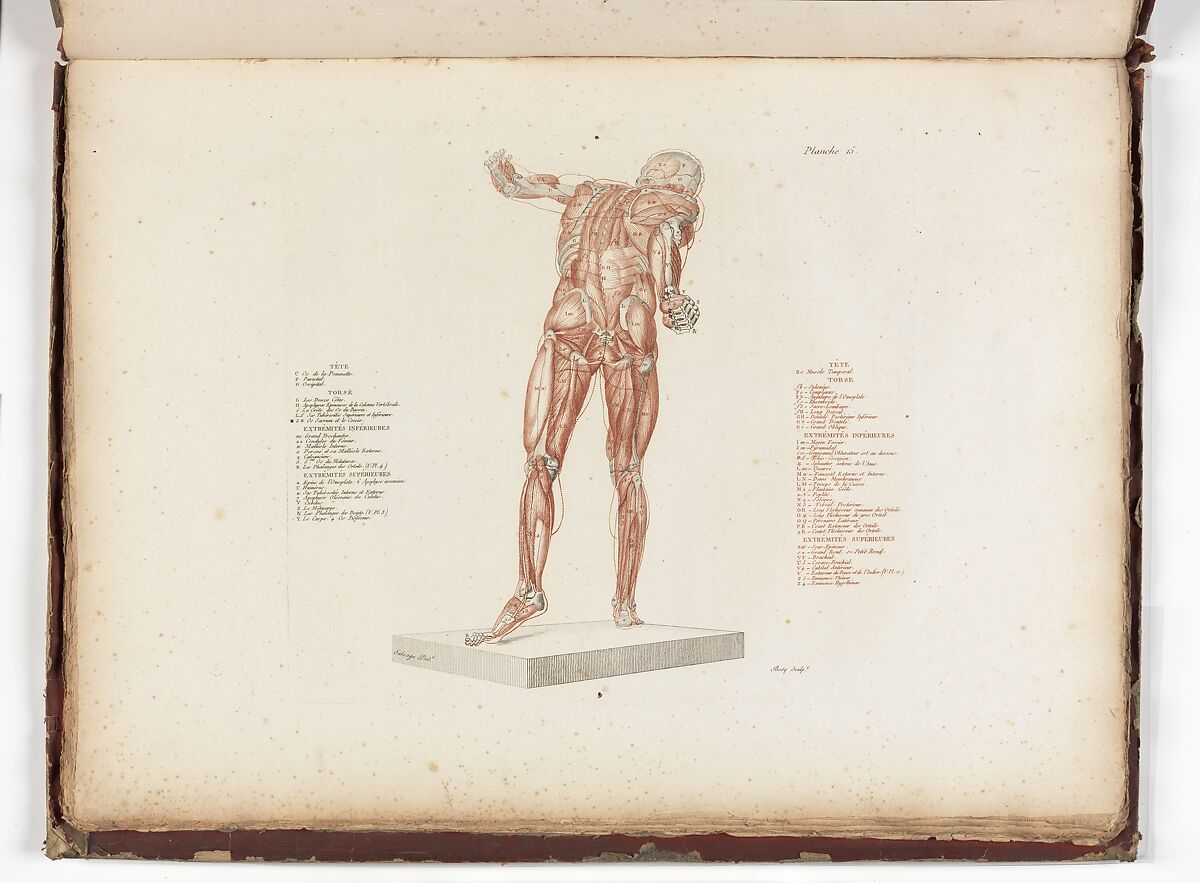 Anatomie du gladiateur combattant applicable aux beaux arts, ou Traité des os, des muscles, du mécanisme de mouvemens, de proportions et des caractères du corps humain (Anatomy of the Fighting Gladiator), Paris (Salvage), 1812, Written and illustrated and published by Jean-Galbert Salvage (French, 1770–1813), Folio volume (74 pp.) illustrated with 22 engravings printed in black and red ink; bound in red boards; red leather spine with gold-stamped ornament