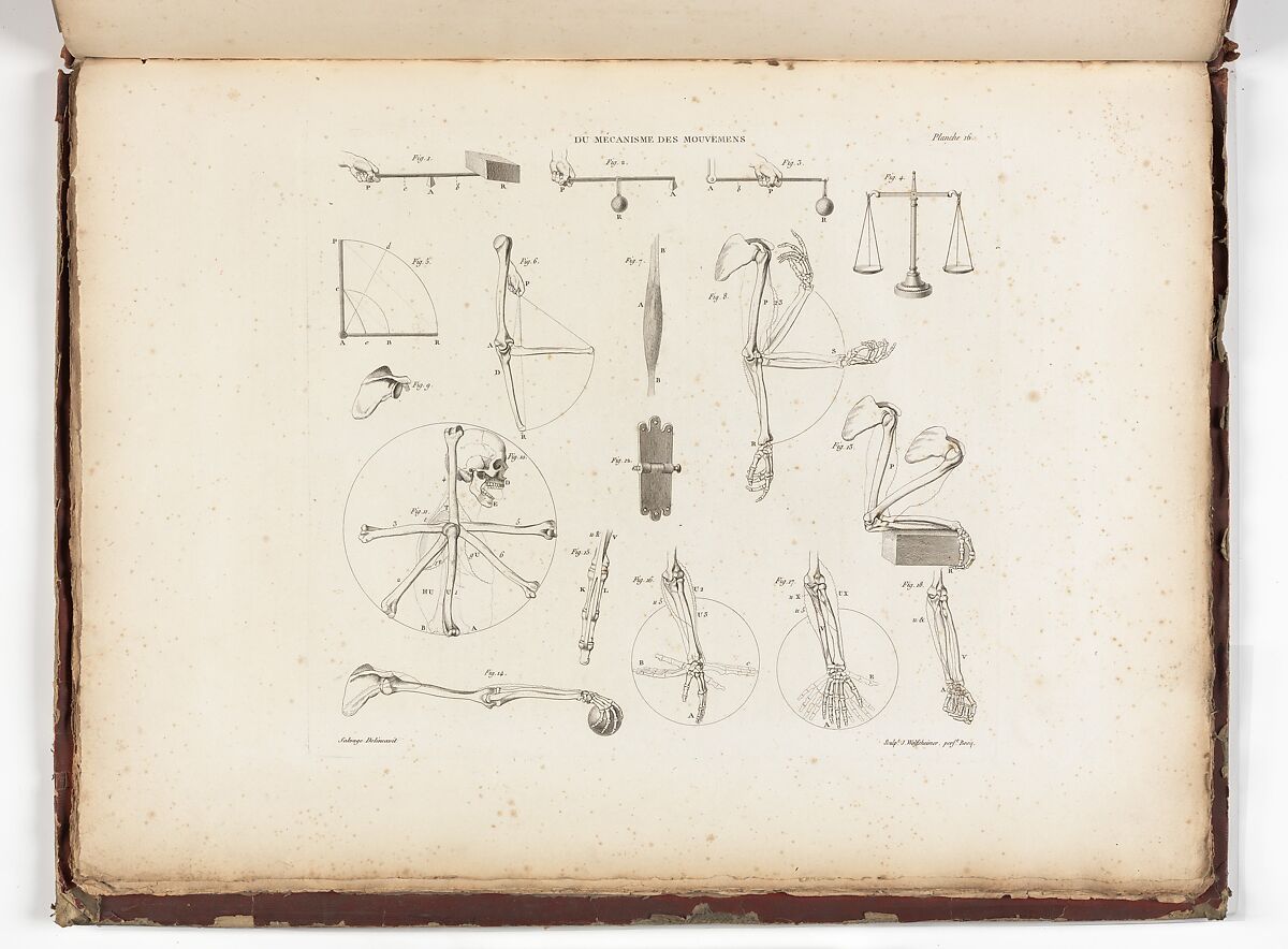 Anatomie du gladiateur combattant applicable aux beaux arts, ou Traité des os, des muscles, du mécanisme de mouvemens, de proportions et des caractères du corps humain (Anatomy of the Fighting Gladiator), Paris (Salvage), 1812, Written and illustrated and published by Jean-Galbert Salvage (French, 1770–1813), Folio volume (74 pp.) illustrated with 22 engravings printed in black and red ink; bound in red boards; red leather spine with gold-stamped ornament