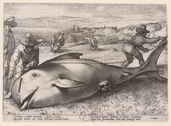 A beached pilot whale near Zandvoort on 21 November, 1594