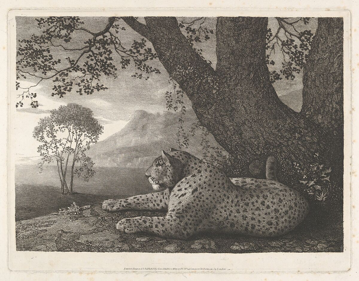 A Tyger (A Recumbent Leopard by a Tree), George Stubbs (British, Liverpool 1724–1806 London), Etching with roulette work; first and only state 