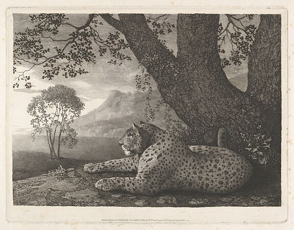 A Tyger (A Recumbent Leopard by a Tree)