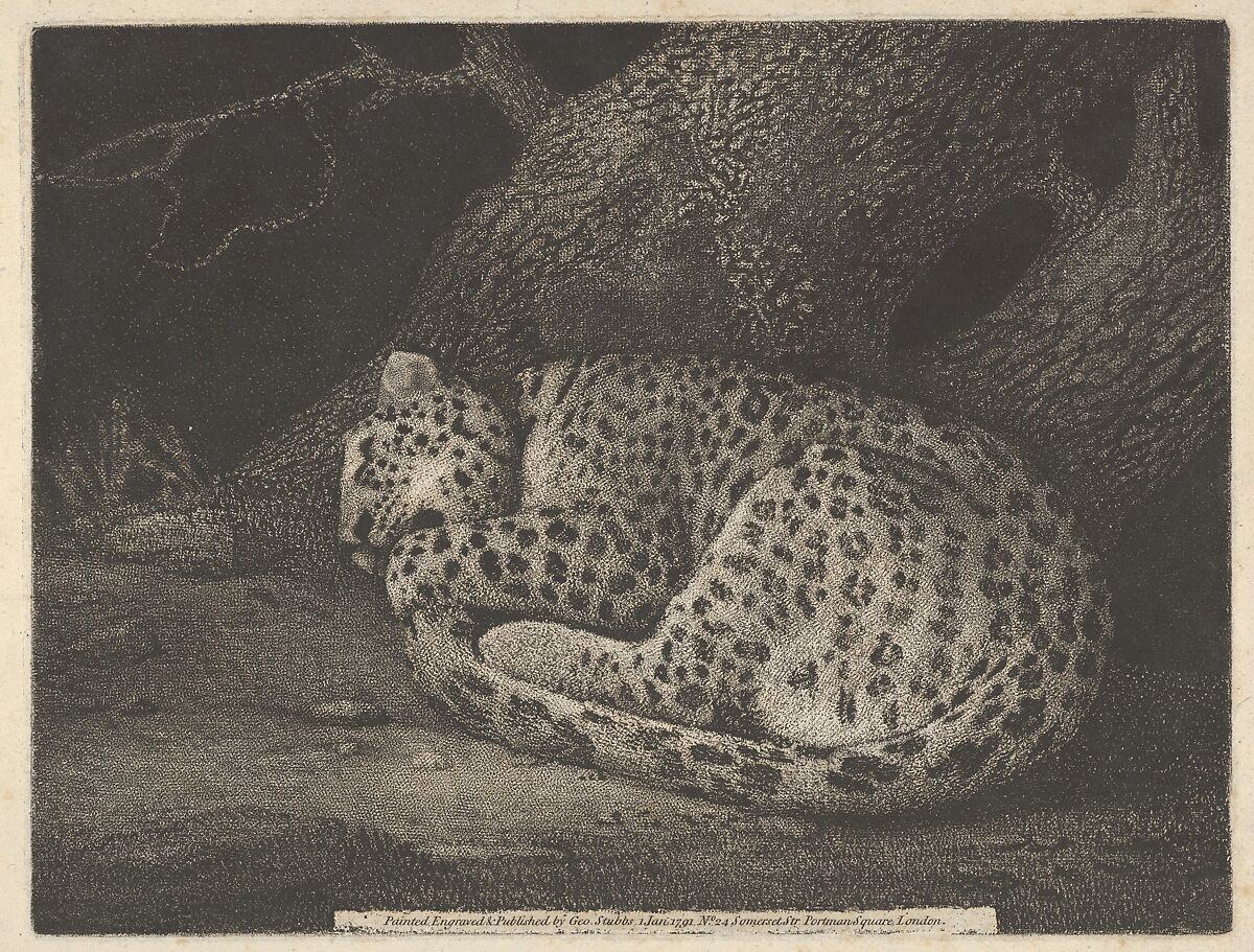 A Sleeping Leopard, George Stubbs  British, Soft-ground etching with roulette work; second state of two