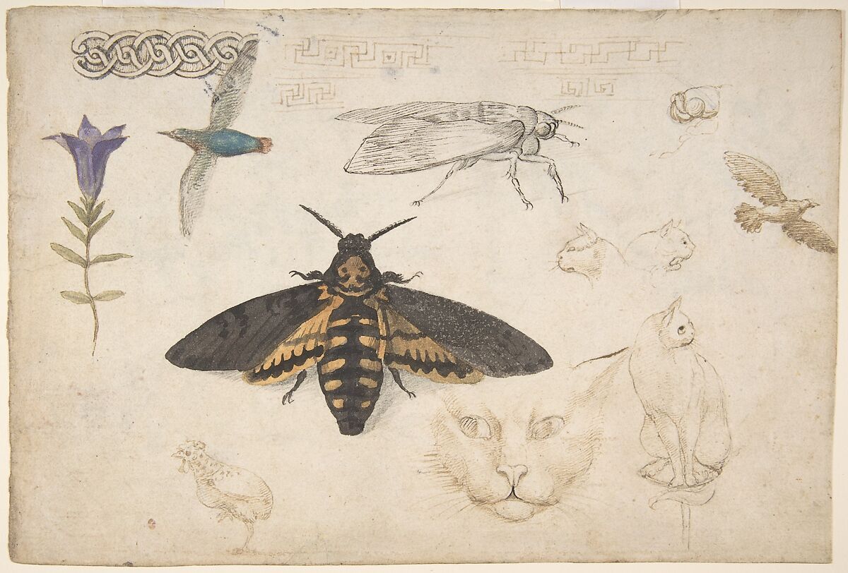 Studies of a Gentian, Moth, Birds, Cats, Interlacing Motif, and Greek Frets (recto); Ornamental Studies with Figures (verso), Giorgio di Giovanni ("Giorgio da Siena") (Italian, documented Siena 1538–died 1559 Siena), Pen and two colors of brown ink, brush and watercolor over leadpoint or black chalk (recto); pen and light brown ink over leadpoint or black chalk (verso) 