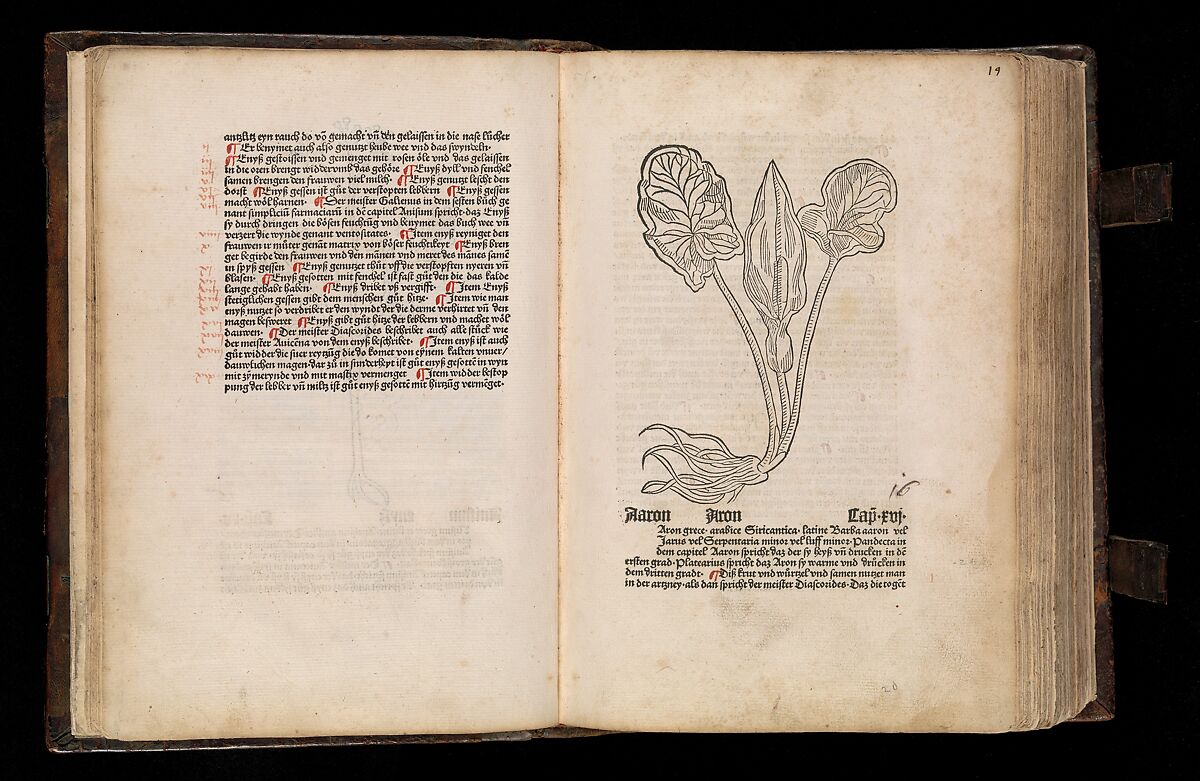 Gart der  gesuntheit - Ortus sanitatis (Herbarius), Peter Schöffer the Elder (German, Gernsheim 1425–1503 Mainz), plates: hand colored woodcuts