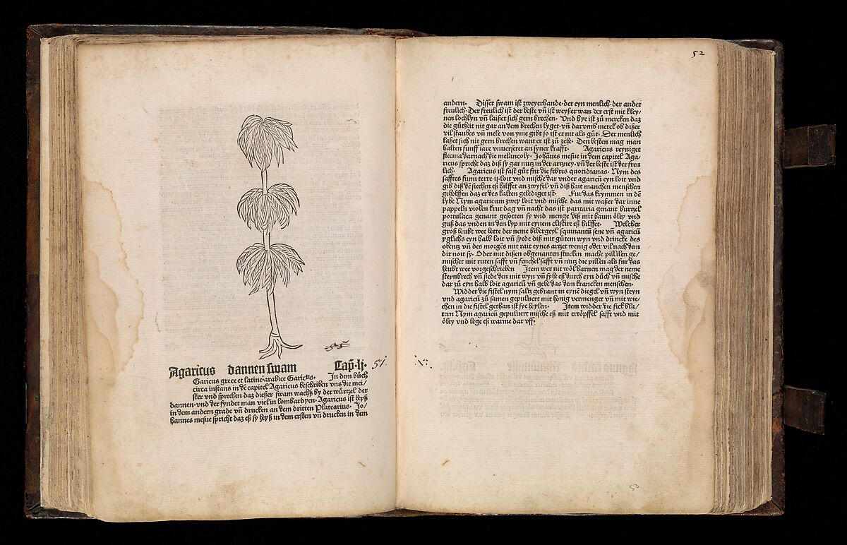 Gart der  gesuntheit - Ortus sanitatis (Herbarius), Peter Schöffer the Elder (German, Gernsheim 1425–1503 Mainz), plates: hand colored woodcuts