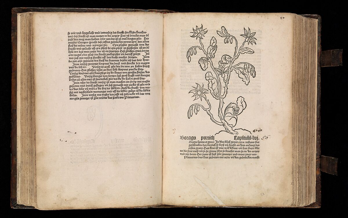 Gart der  gesuntheit - Ortus sanitatis (Herbarius), Peter Schöffer the Elder (German, Gernsheim 1425–1503 Mainz), plates: hand colored woodcuts