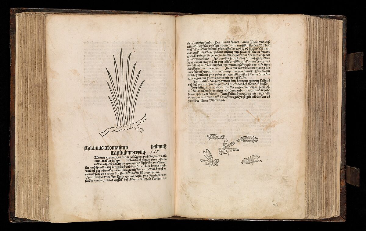 Gart der  gesuntheit - Ortus sanitatis (Herbarius), Peter Schöffer the Elder (German, Gernsheim 1425–1503 Mainz), plates: hand colored woodcuts