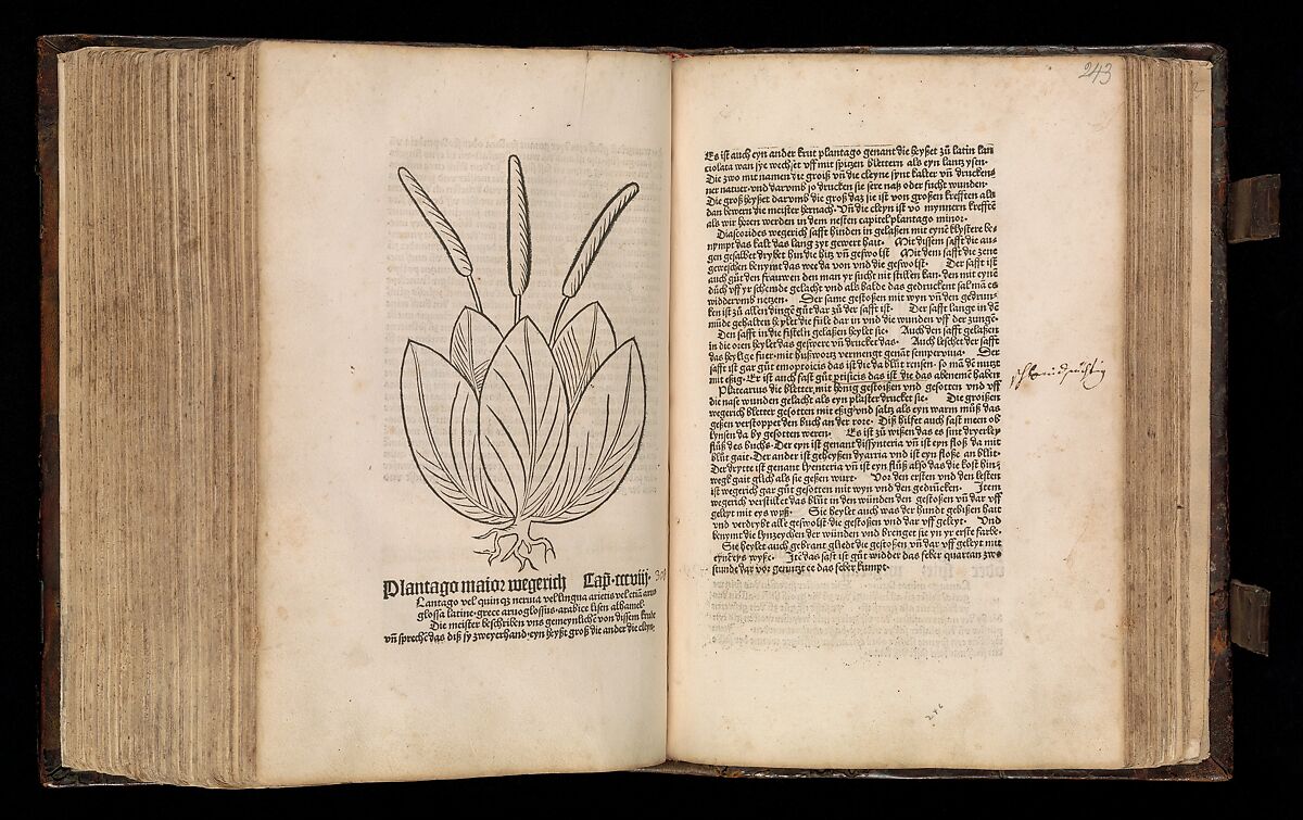 Gart der  gesuntheit - Ortus sanitatis (Herbarius), Peter Schöffer the Elder (German, Gernsheim 1425–1503 Mainz), plates: hand colored woodcuts