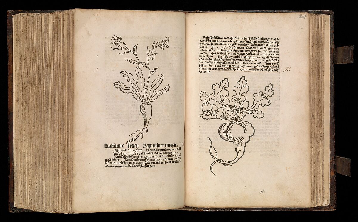 Gart der  gesuntheit - Ortus sanitatis (Herbarius), Peter Schöffer the Elder (German, Gernsheim 1425–1503 Mainz), plates: hand colored woodcuts