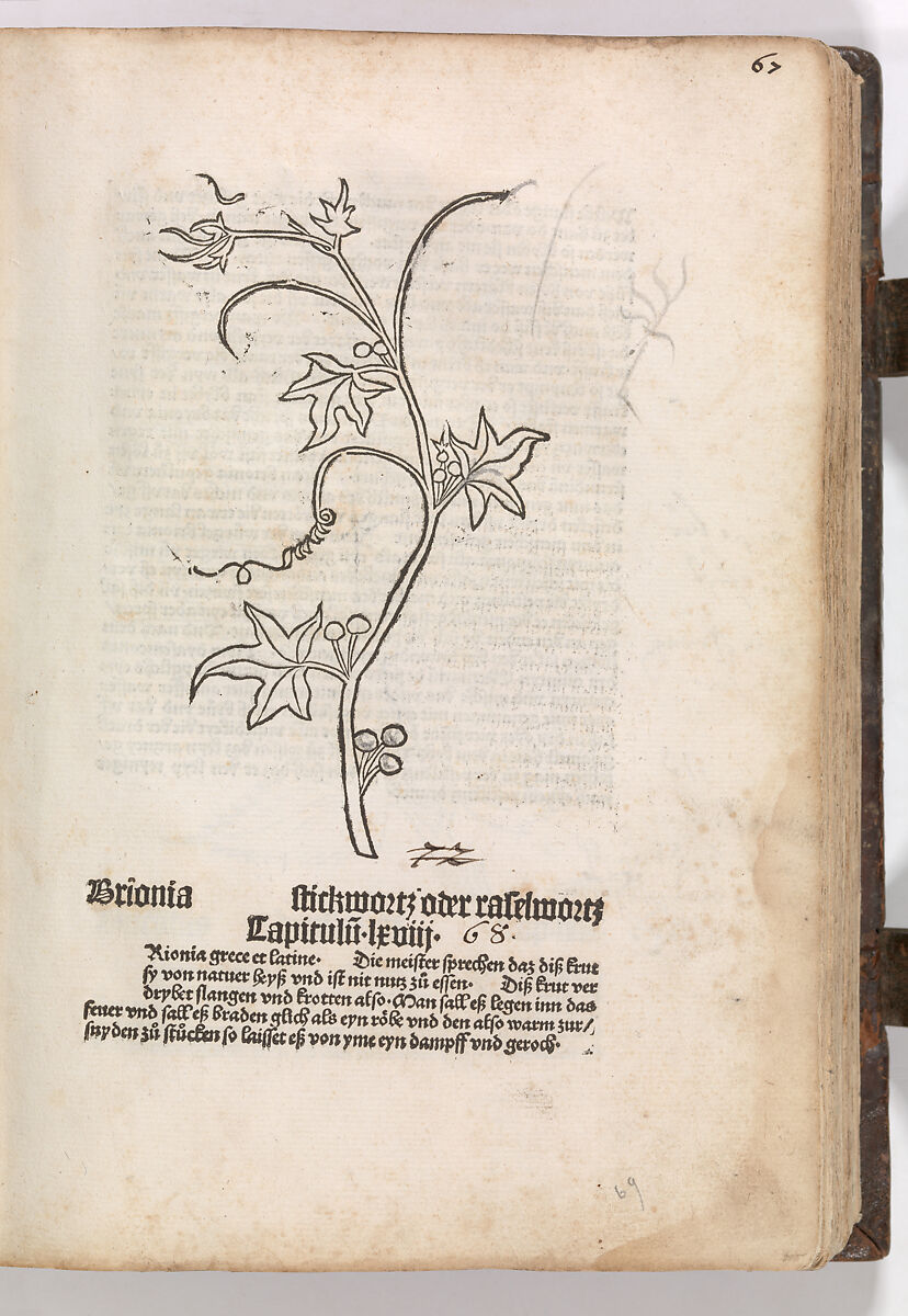 Gart der  gesuntheit - Ortus sanitatis (Herbarius), Peter Schöffer the Elder (German, Gernsheim 1425–1503 Mainz), plates: hand colored woodcuts