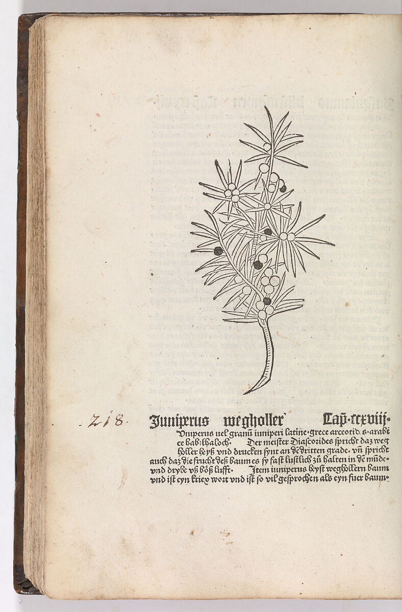 Gart der  gesuntheit - Ortus sanitatis (Herbarius), Peter Schöffer the Elder (German, Gernsheim 1425–1503 Mainz), plates: hand colored woodcuts