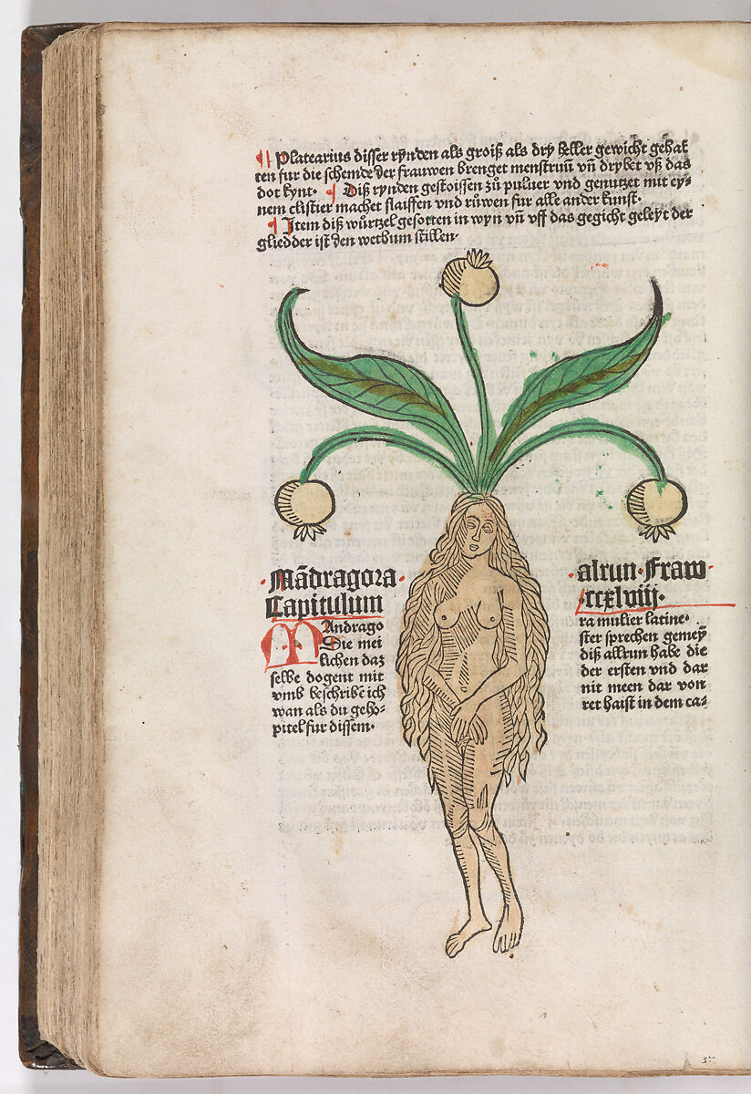 Gart der  gesuntheit - Ortus sanitatis (Herbarius), Peter Schöffer the Elder (German, Gernsheim 1425–1503 Mainz), plates: hand colored woodcuts