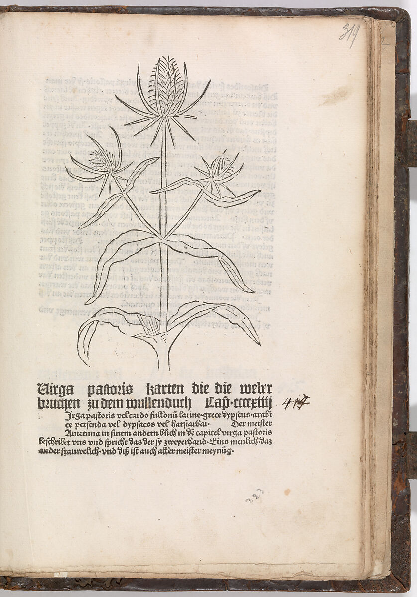 Gart der  gesuntheit - Ortus sanitatis (Herbarius), Peter Schöffer the Elder (German, Gernsheim 1425–1503 Mainz), plates: hand colored woodcuts