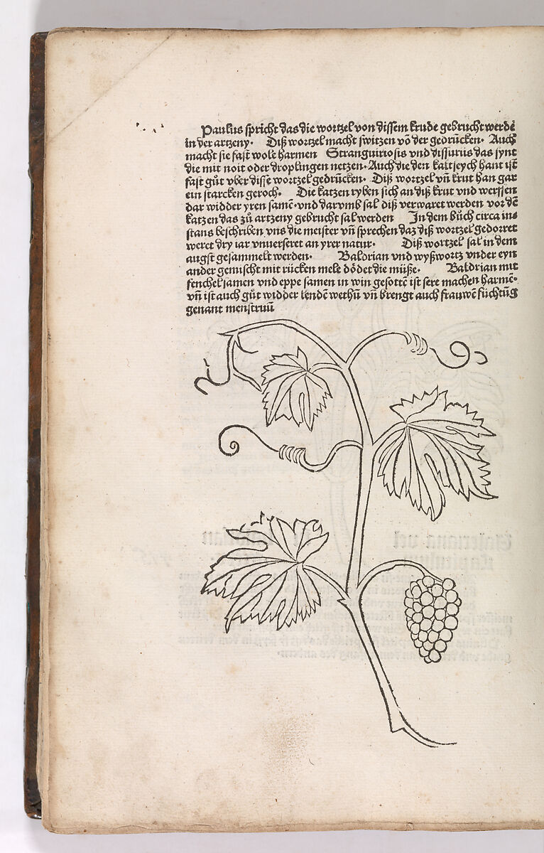 Gart der  gesuntheit - Ortus sanitatis (Herbarius), Peter Schöffer the Elder (German, Gernsheim 1425–1503 Mainz), plates: hand colored woodcuts