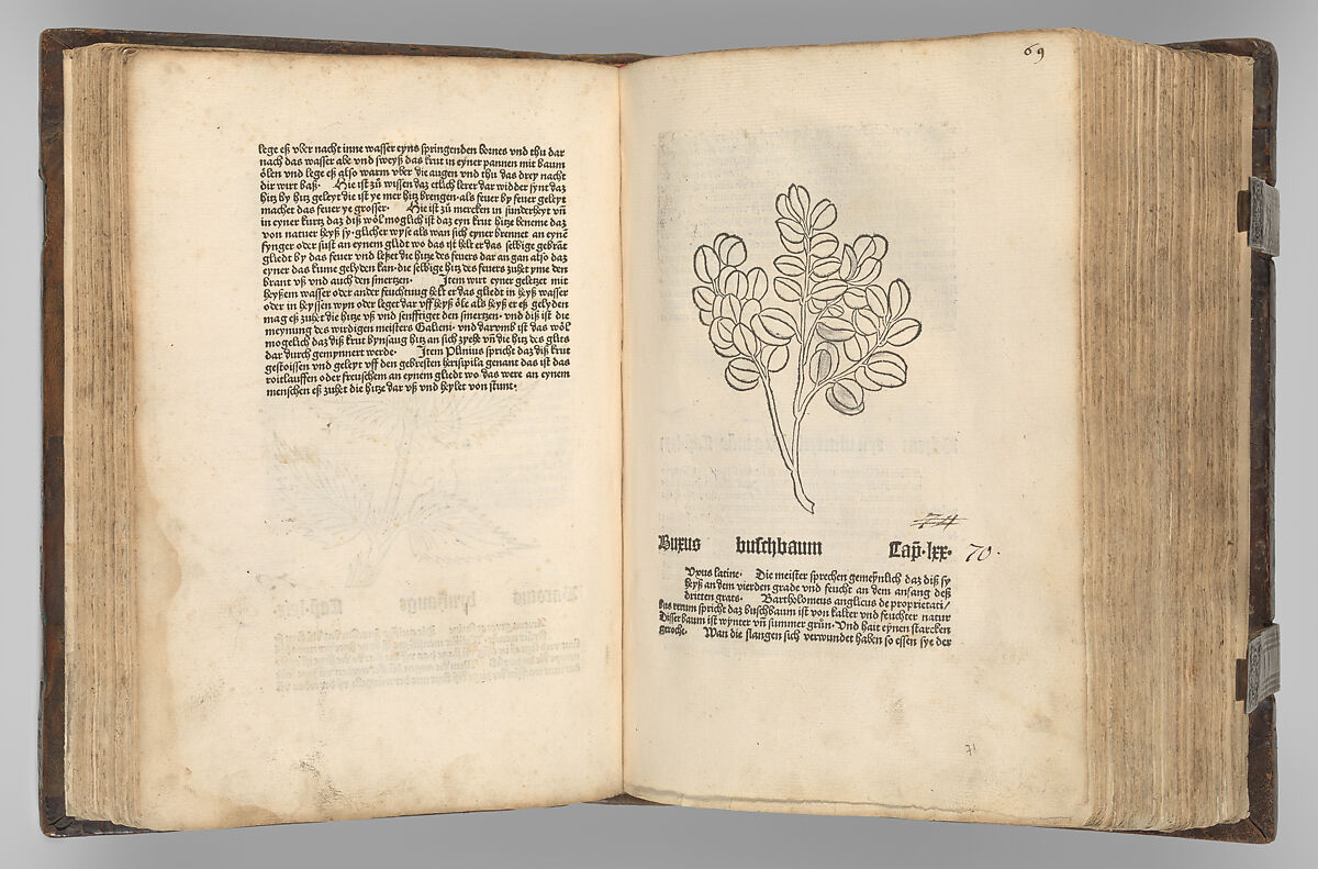 Gart der  gesuntheit - Ortus sanitatis (Herbarius), Peter Schöffer the Elder (German, Gernsheim 1425–1503 Mainz), plates: hand colored woodcuts