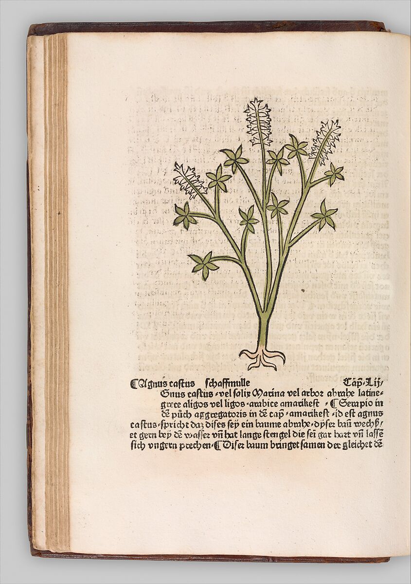 Herbarius - Gart der gesuntheit - Hortus sanitatis, Hans Schönsperger the Elder (German, active Augsburg 1481–1520), Plates: hand-colored woodcuts