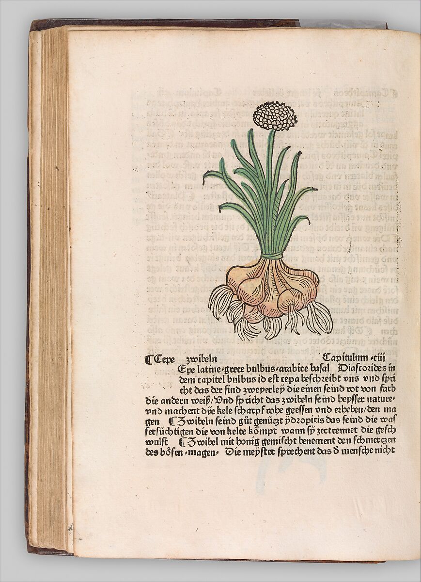 Herbarius - Gart der gesuntheit - Hortus sanitatis, Hans Schönsperger the Elder (German, active Augsburg 1481–1520), Plates: hand-colored woodcuts