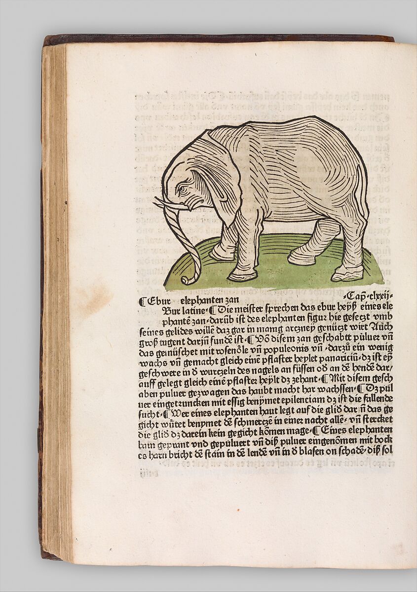 Herbarius - Gart der gesuntheit - Hortus sanitatis, Hans Schönsperger the Elder (German, active Augsburg 1481–1520), Plates: hand-colored woodcuts