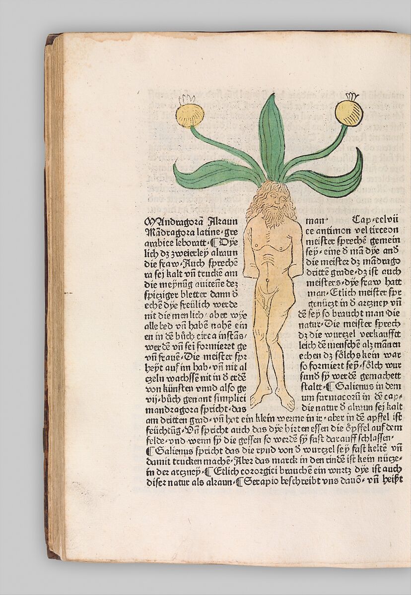 Herbarius - Gart der gesuntheit - Hortus sanitatis, Hans Schönsperger the Elder (German, active Augsburg 1481–1520), Plates: hand-colored woodcuts