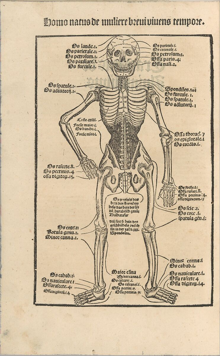 Ortus Sanitatis/ De herbis et plantis/ De Animalibus & reptilibus ..., Printed by Johann Prüss the Elder (German, 1480–1510), Woodcut 
