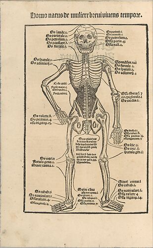 Ortus Sanitatis/ De herbis et plantis/ De Animalibus & reptilibus ...