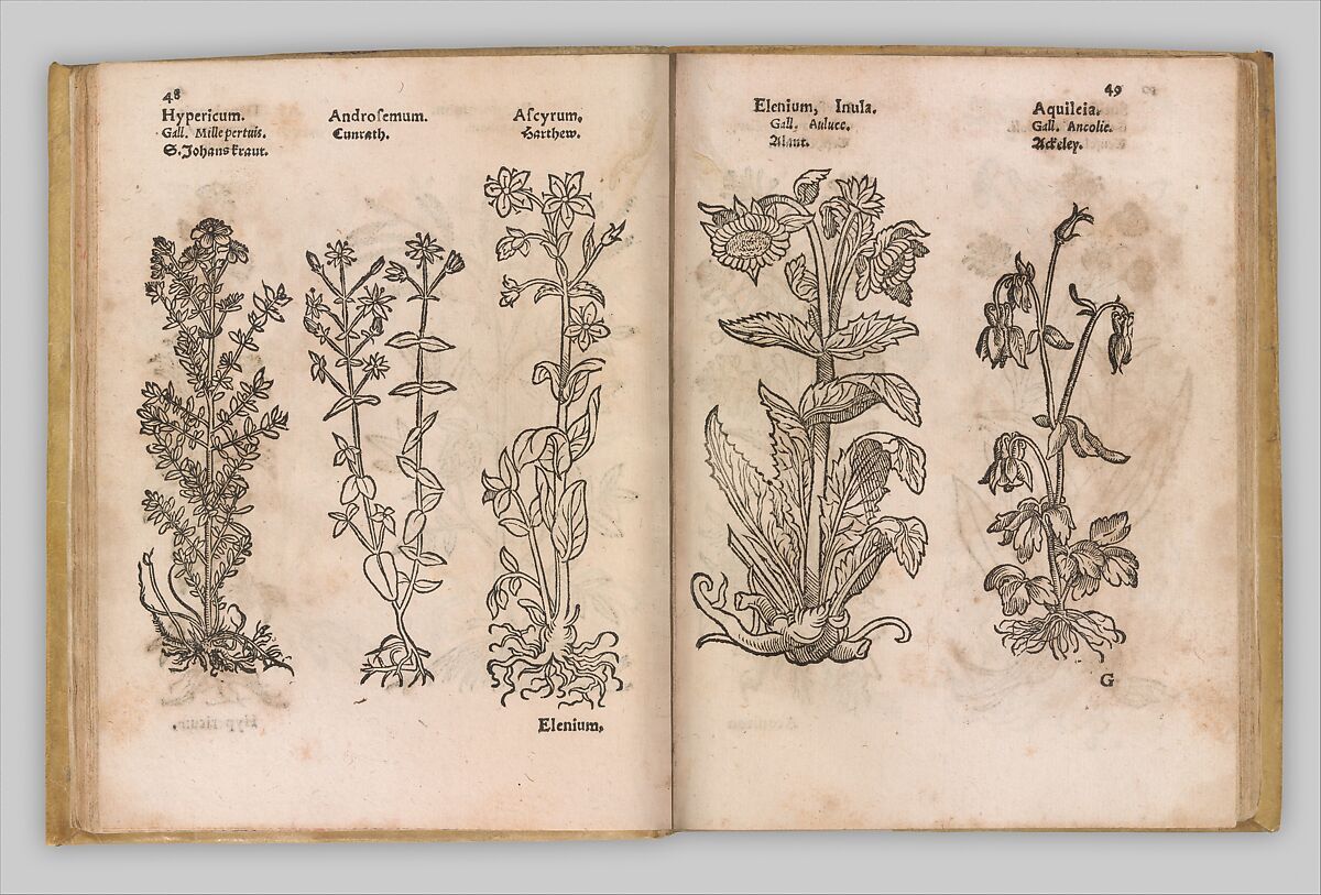 I) Herbarum, Arborum, Fructium, Frumentorum, c. 1540 ... II) De Speciali quarundam plantarum, Frankfurt: Egenolff 1552, Christian Egenolff (German, Hadamar 1502–1555 Frankfurt), Woodcuts