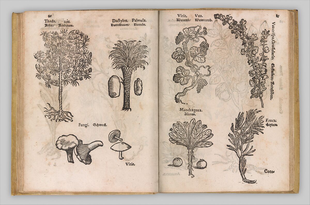 I) Herbarum, Arborum, Fructium, Frumentorum, c. 1540 ... II) De Speciali quarundam plantarum, Frankfurt: Egenolff 1552, Christian Egenolff (German, Hadamar 1502–1555 Frankfurt), Woodcuts 