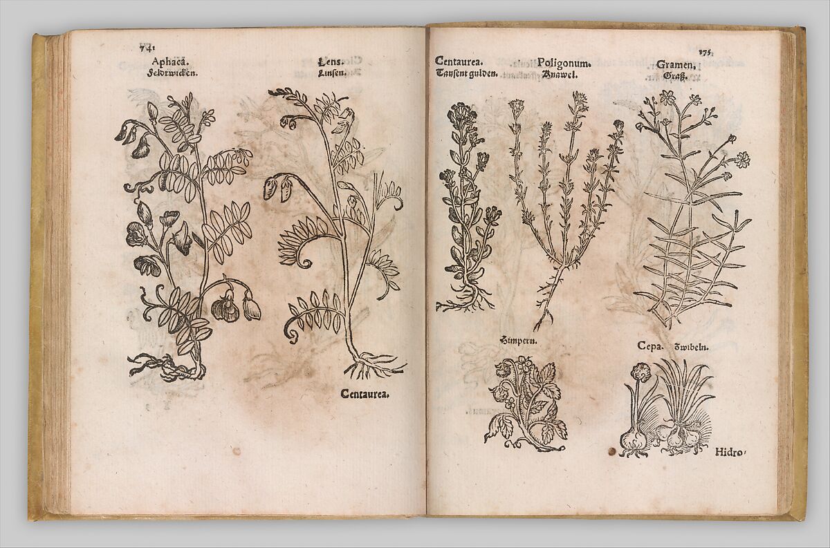 I) Herbarum, Arborum, Fructium, Frumentorum, c. 1540 ... II) De Speciali quarundam plantarum, Frankfurt: Egenolff 1552, Christian Egenolff (German, Hadamar 1502–1555 Frankfurt), Woodcuts