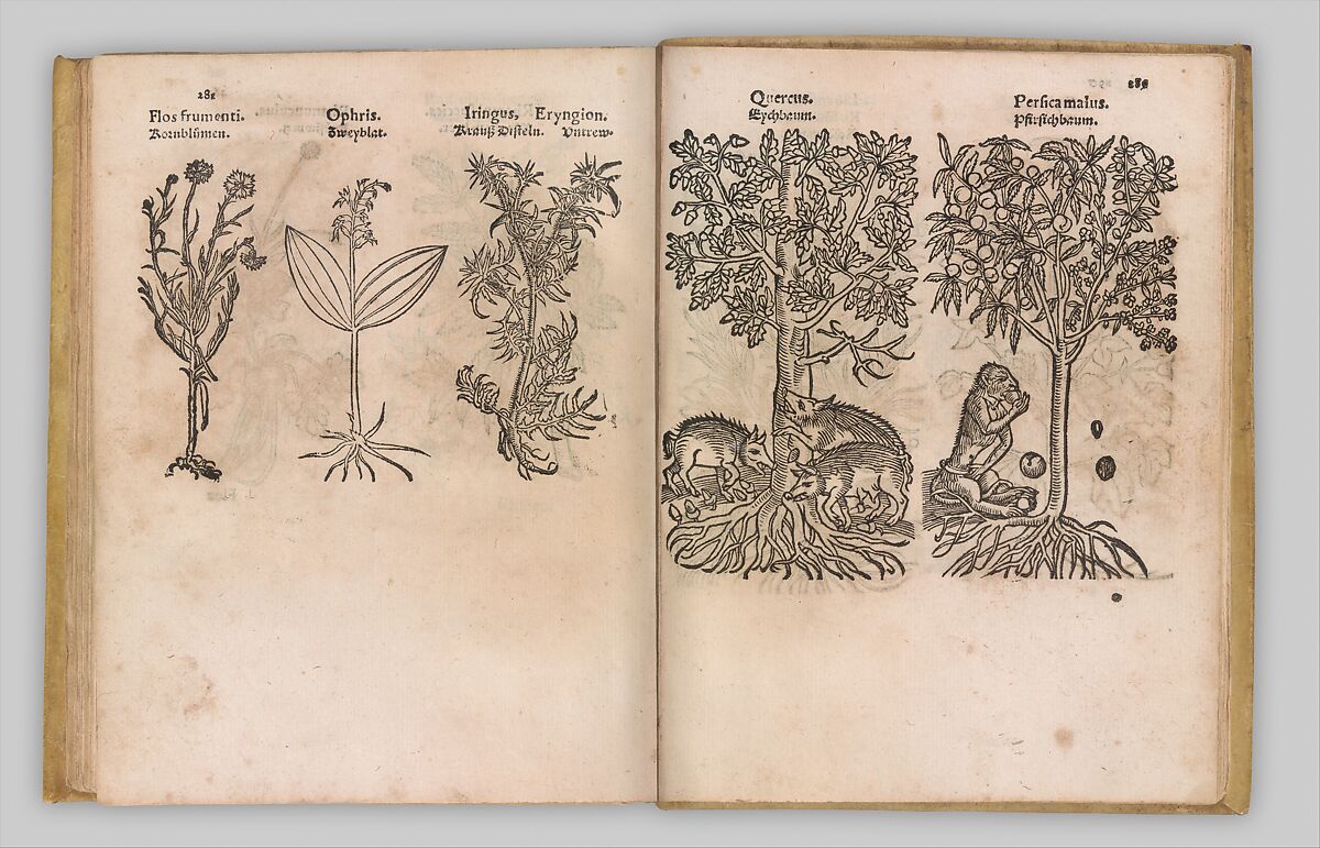 I) Herbarum, Arborum, Fructium, Frumentorum, c. 1540 ... II) De Speciali quarundam plantarum, Frankfurt: Egenolff 1552, Christian Egenolff (German, Hadamar 1502–1555 Frankfurt), Woodcuts