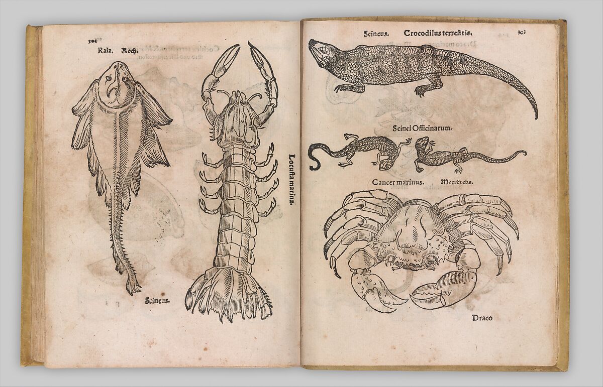 I) Herbarum, Arborum, Fructium, Frumentorum, c. 1540 ... II) De Speciali quarundam plantarum, Frankfurt: Egenolff 1552, Christian Egenolff (German, Hadamar 1502–1555 Frankfurt), Woodcuts
