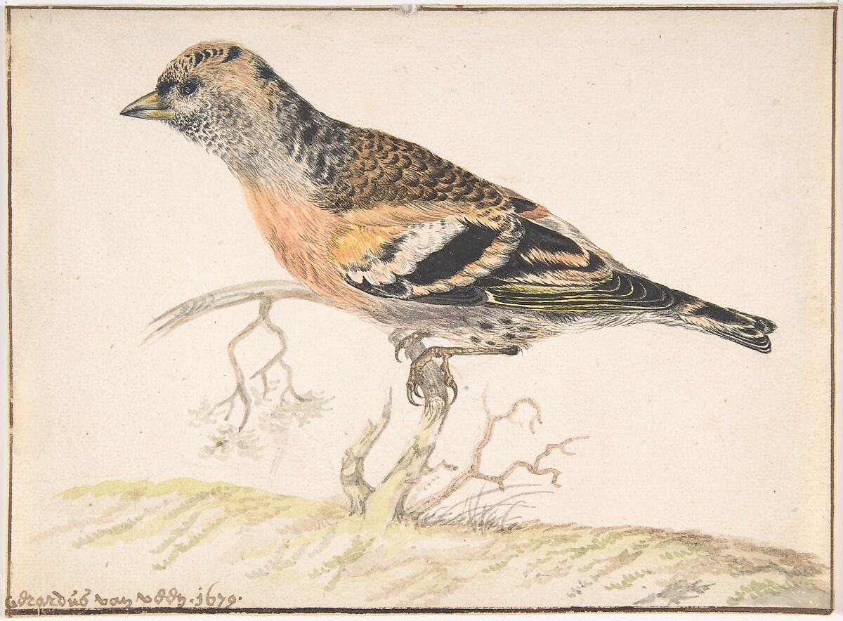 Bramling (Fringilla Montifringilla), Gerardus van Veen  Dutch, Watercolor over graphite; framing lines in pen and brown ink