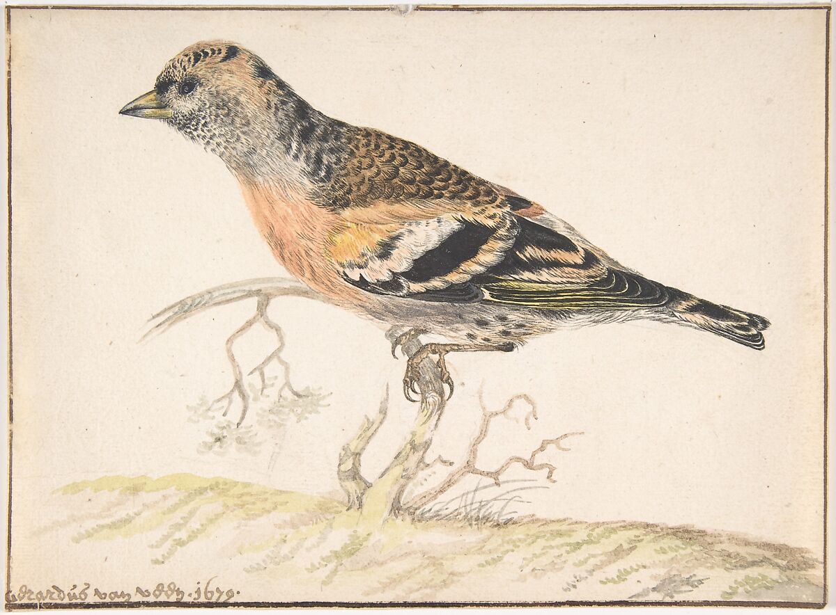 Bramling (Fringilla Montifringilla), Gerardus van Veen (Dutch, ca. 1620–1683), Watercolor over graphite; framing lines in pen and brown ink 