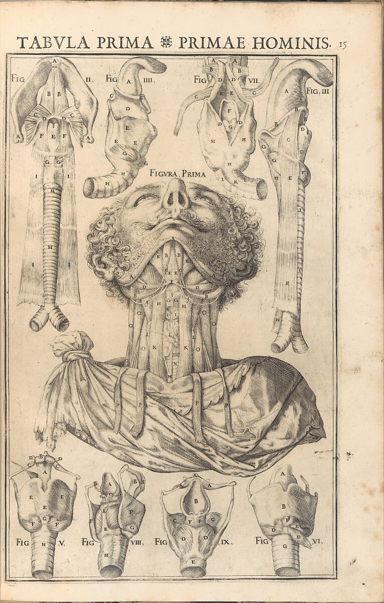 De Vocis Auditusque, Written by Giulio Casserio (Casserius), Engraving 