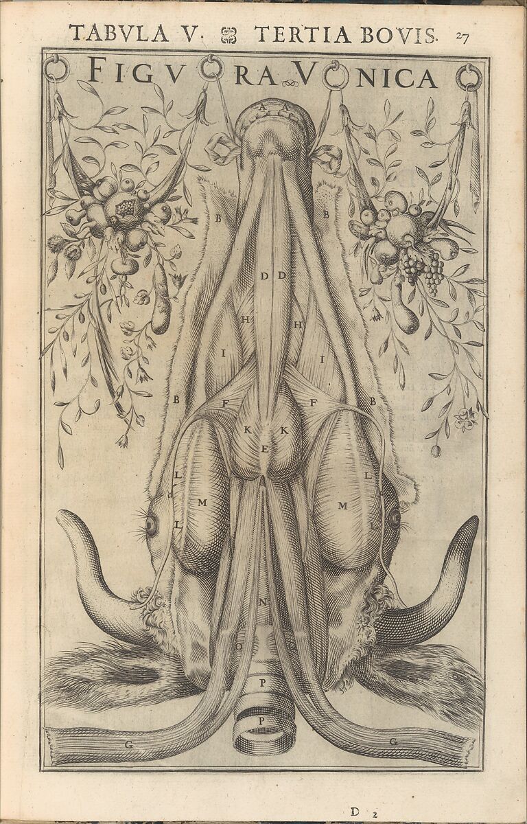 De Vocis Auditusque, Written by Giulio Casserio (Casserius), Engraving